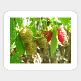 Raspberries Sticker